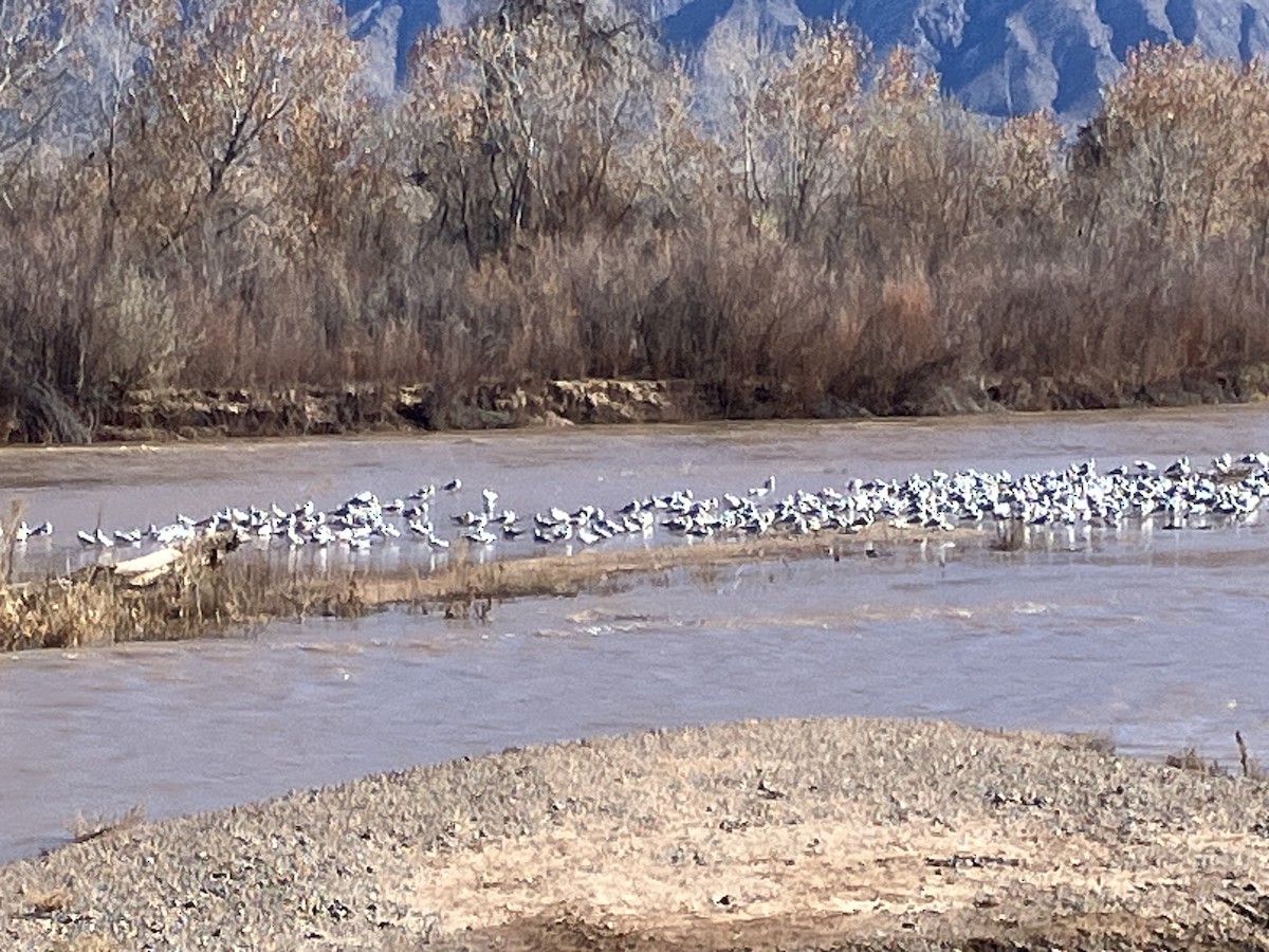 Ring-billed Gull - ML646583915
