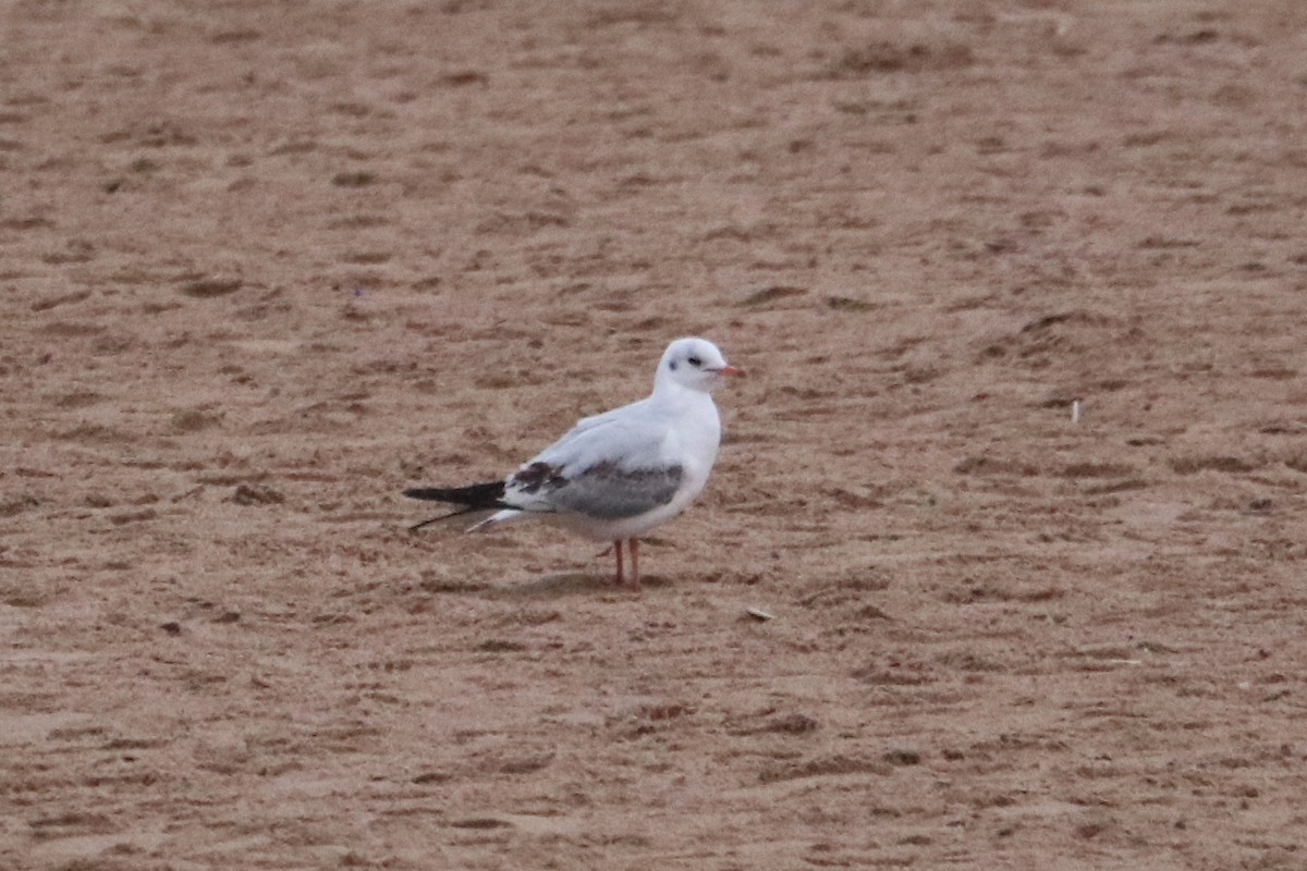 Black-headed Gull - ML646583917