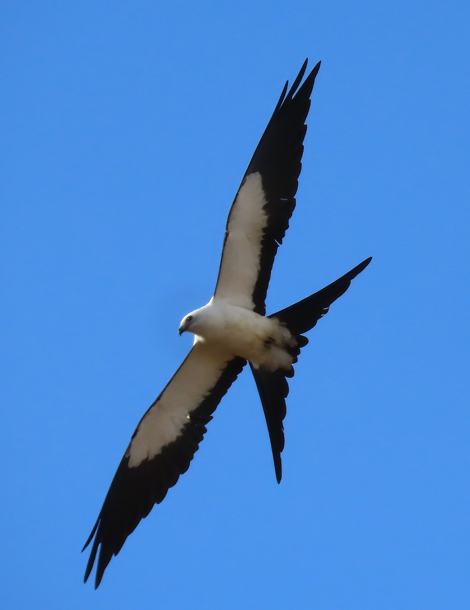 Swallow-tailed Kite - ML646583918