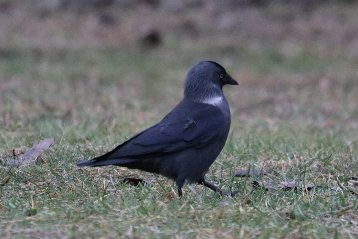 Eurasian Jackdaw - ML646583919