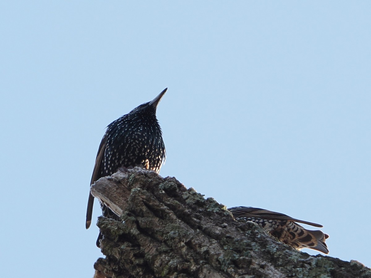 European Starling - ML646583920