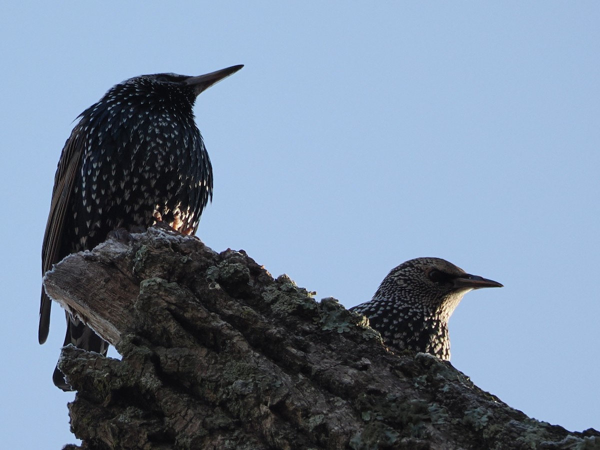 European Starling - ML646583921