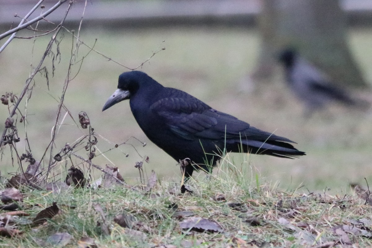 Ekin Kargası - ML646583922