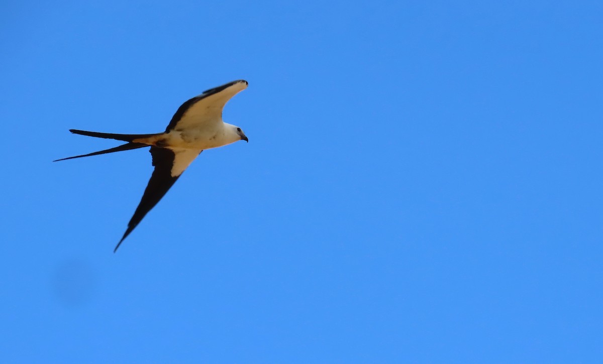 Swallow-tailed Kite - ML646583923