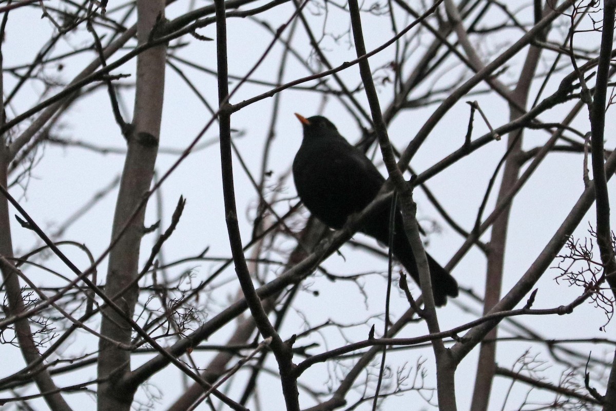 Eurasian Blackbird - ML646583928