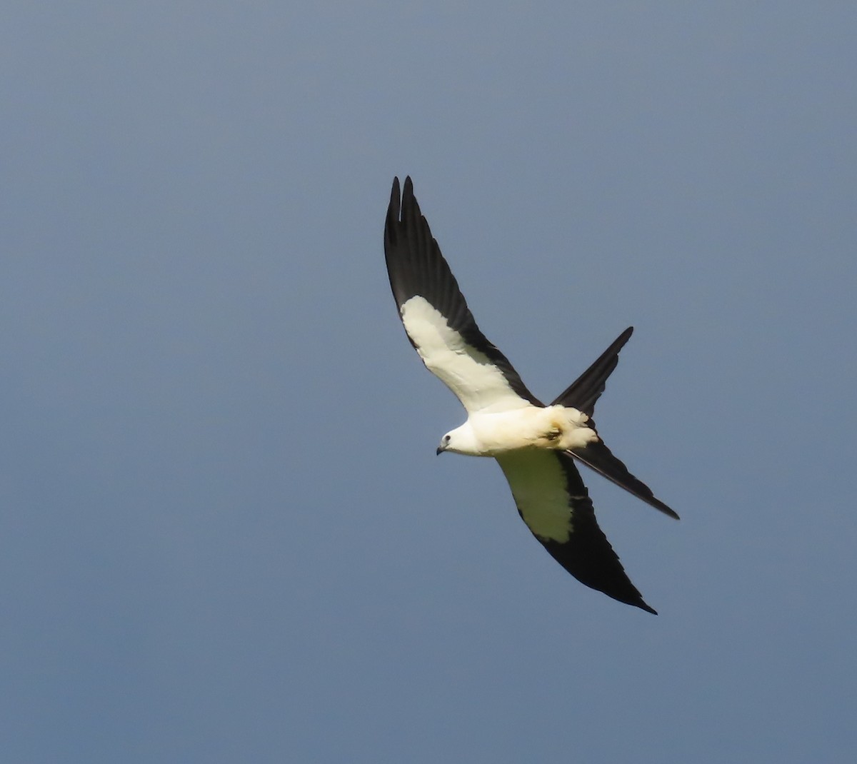 Swallow-tailed Kite - ML646583929