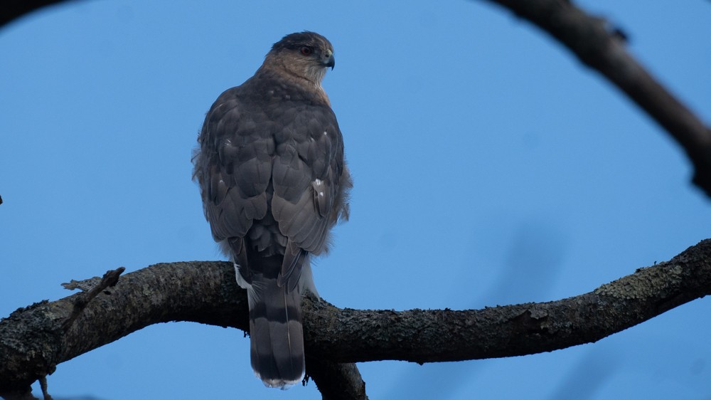 Cooper's Hawk - ML646583930