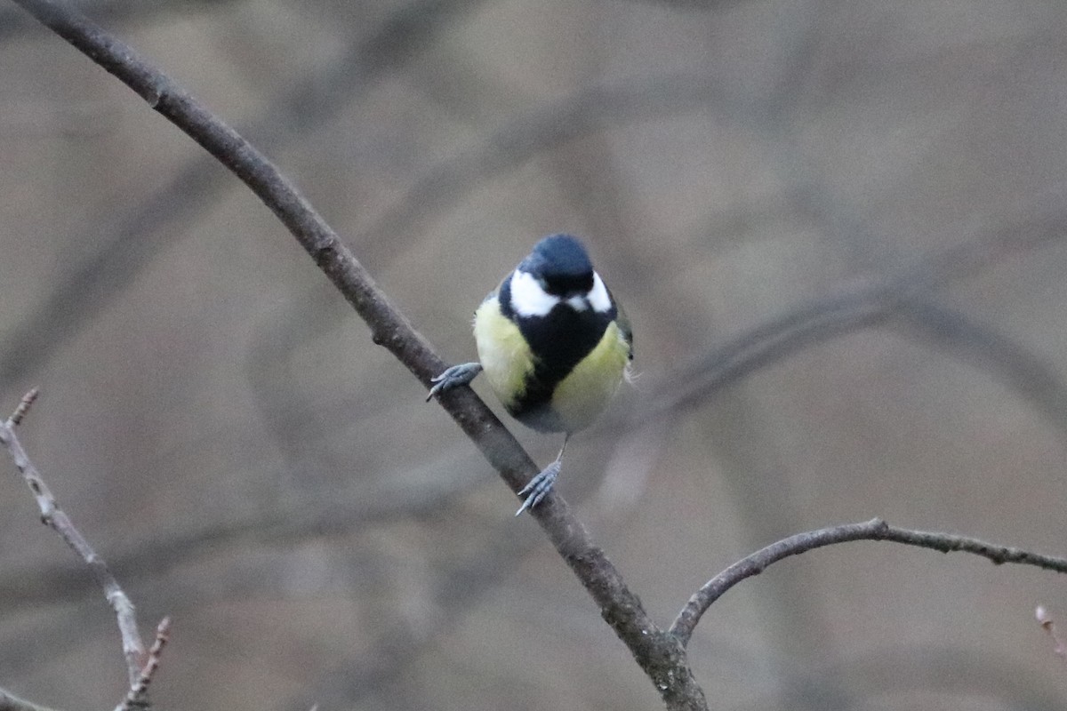 Great Tit - ML646583934