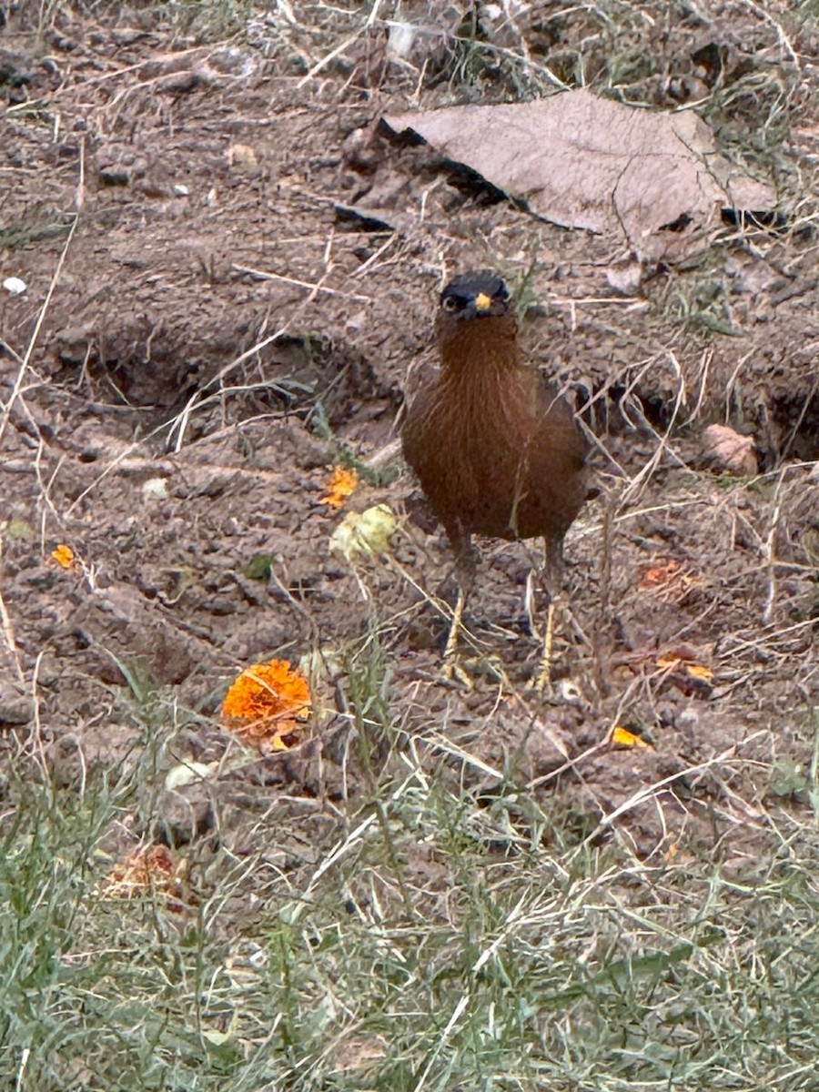 Brahminy Starling - ML646583935