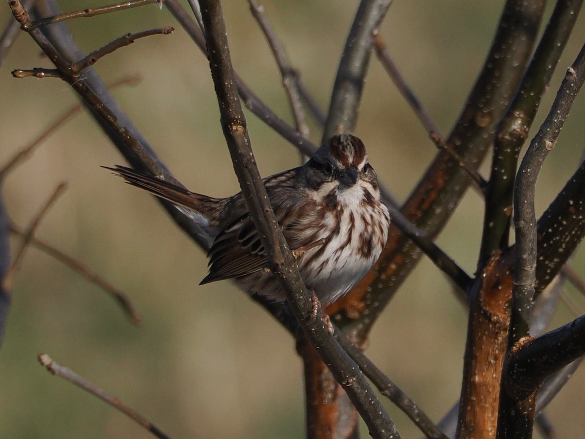 Song Sparrow - ML646583936