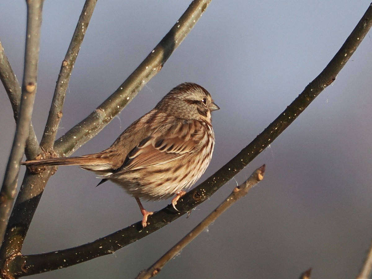 Song Sparrow - ML646583938