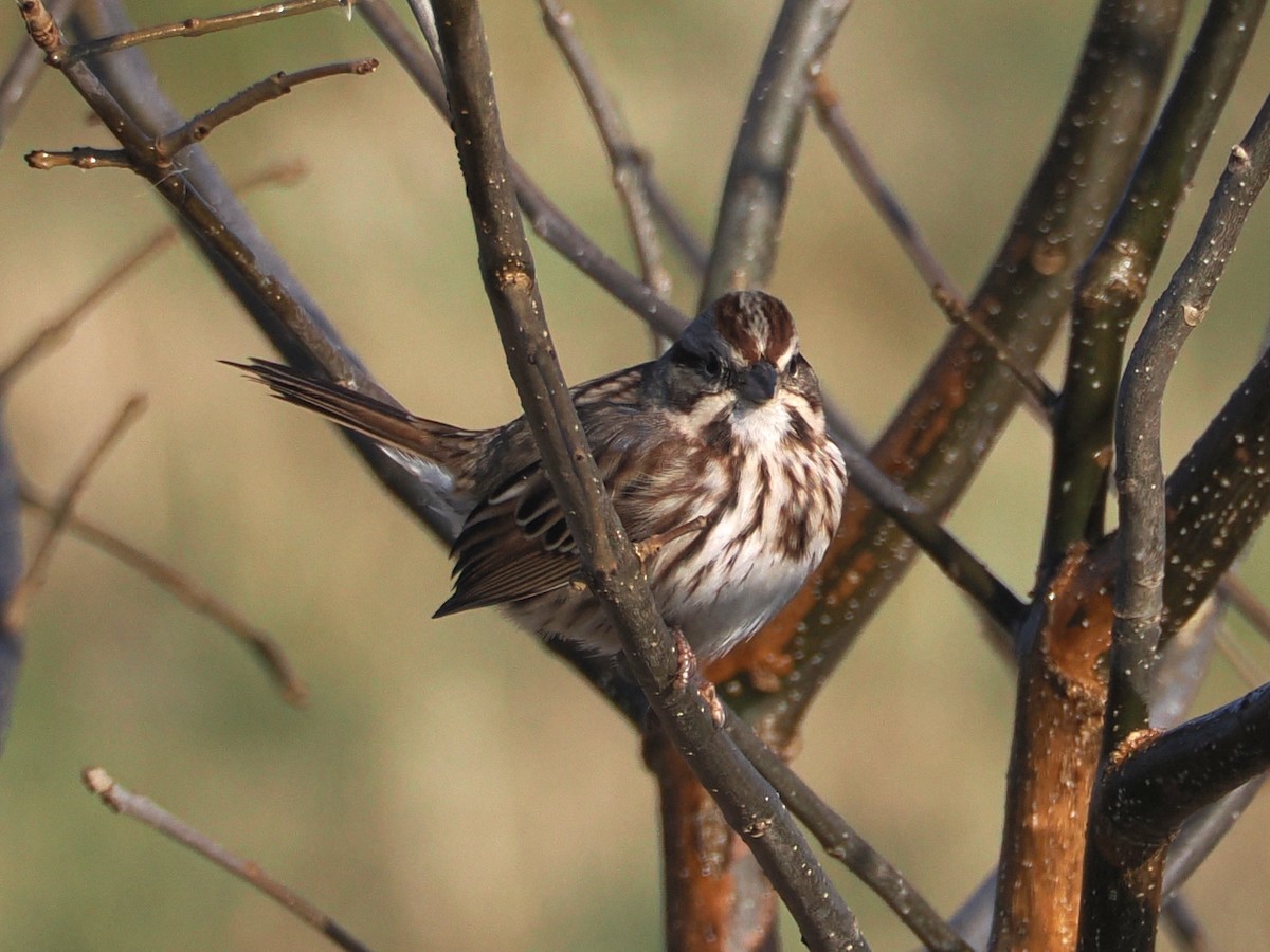 Song Sparrow - ML646583939