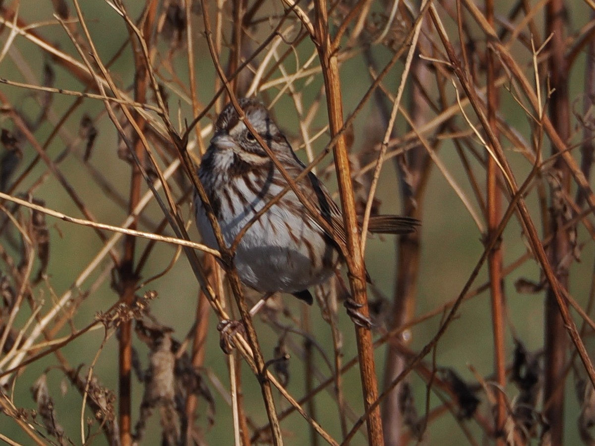 Song Sparrow - ML646583940