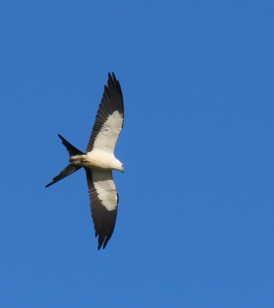 Swallow-tailed Kite - ML646583941