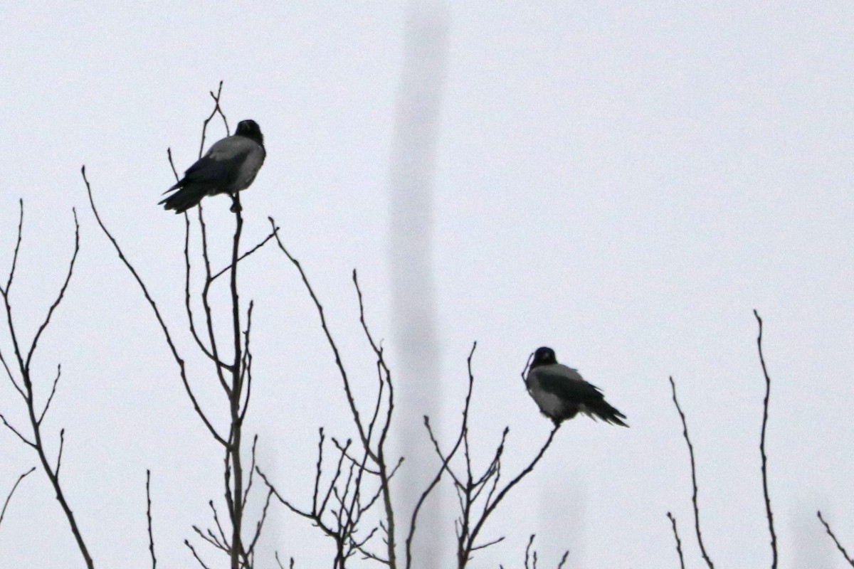 עורב אפור - ML646583943