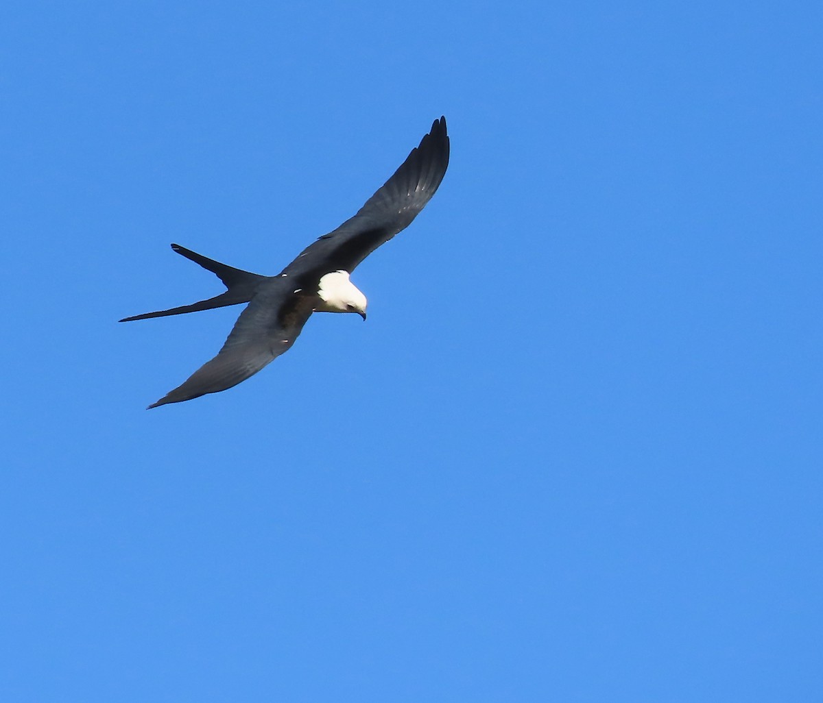 Swallow-tailed Kite - ML646583946