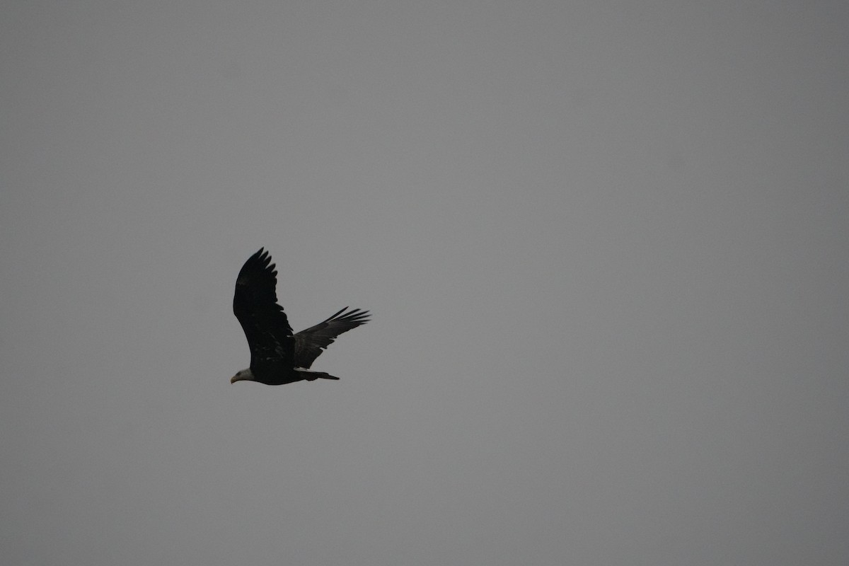 Bald Eagle - ML646583948