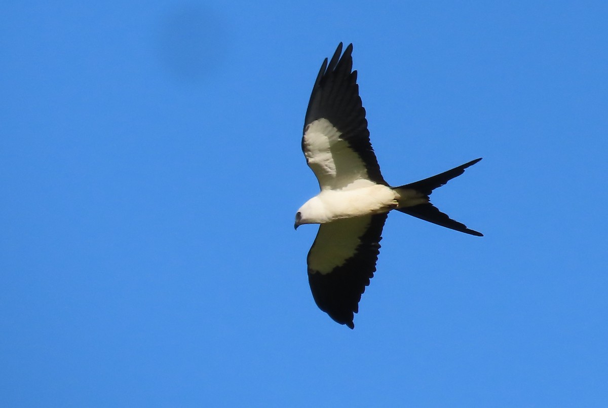 Swallow-tailed Kite - ML646583949