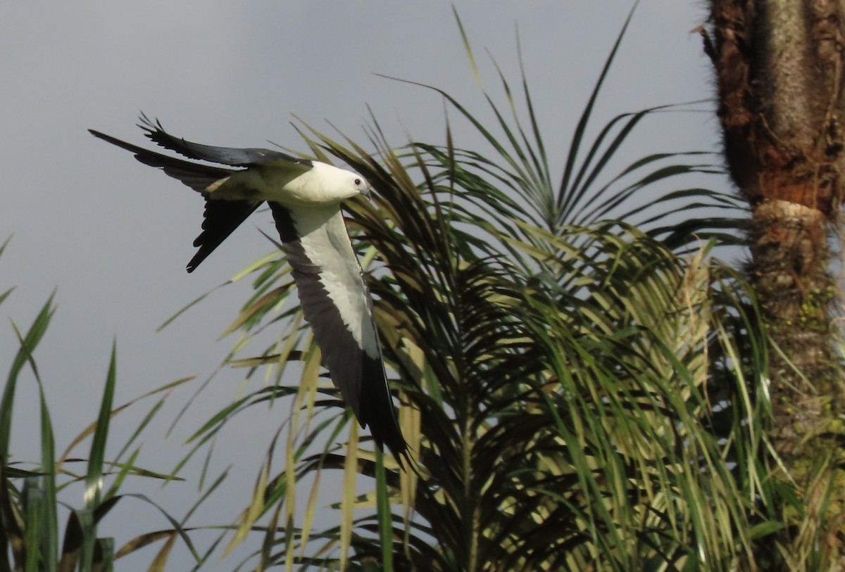 Swallow-tailed Kite - ML646583950