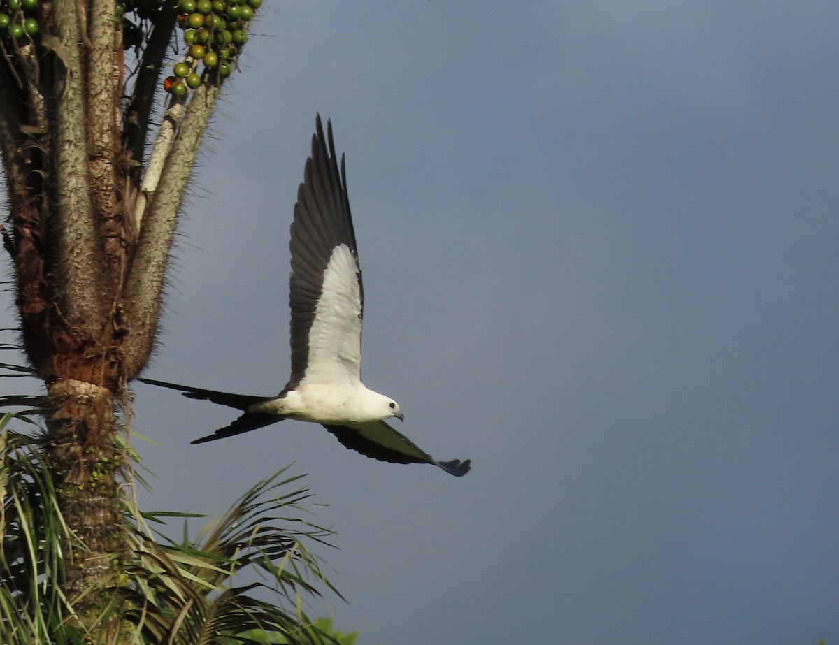 Swallow-tailed Kite - ML646583957