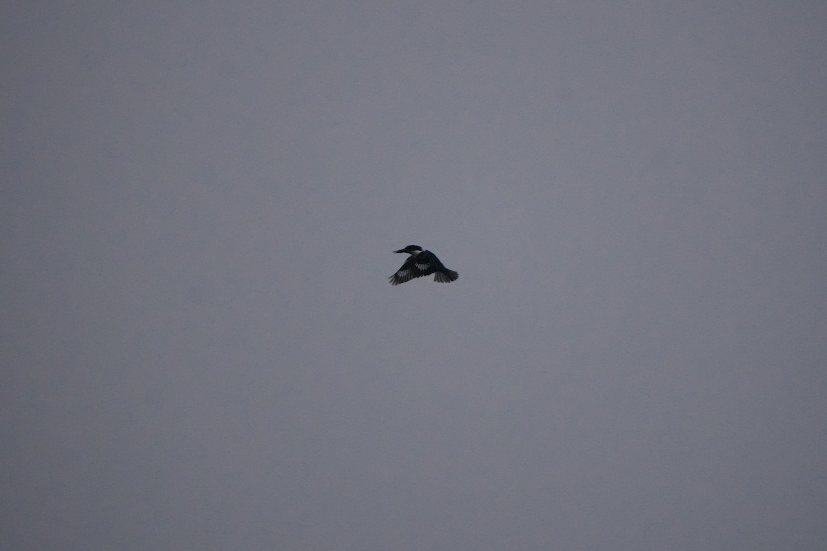 Belted Kingfisher - ML646583958