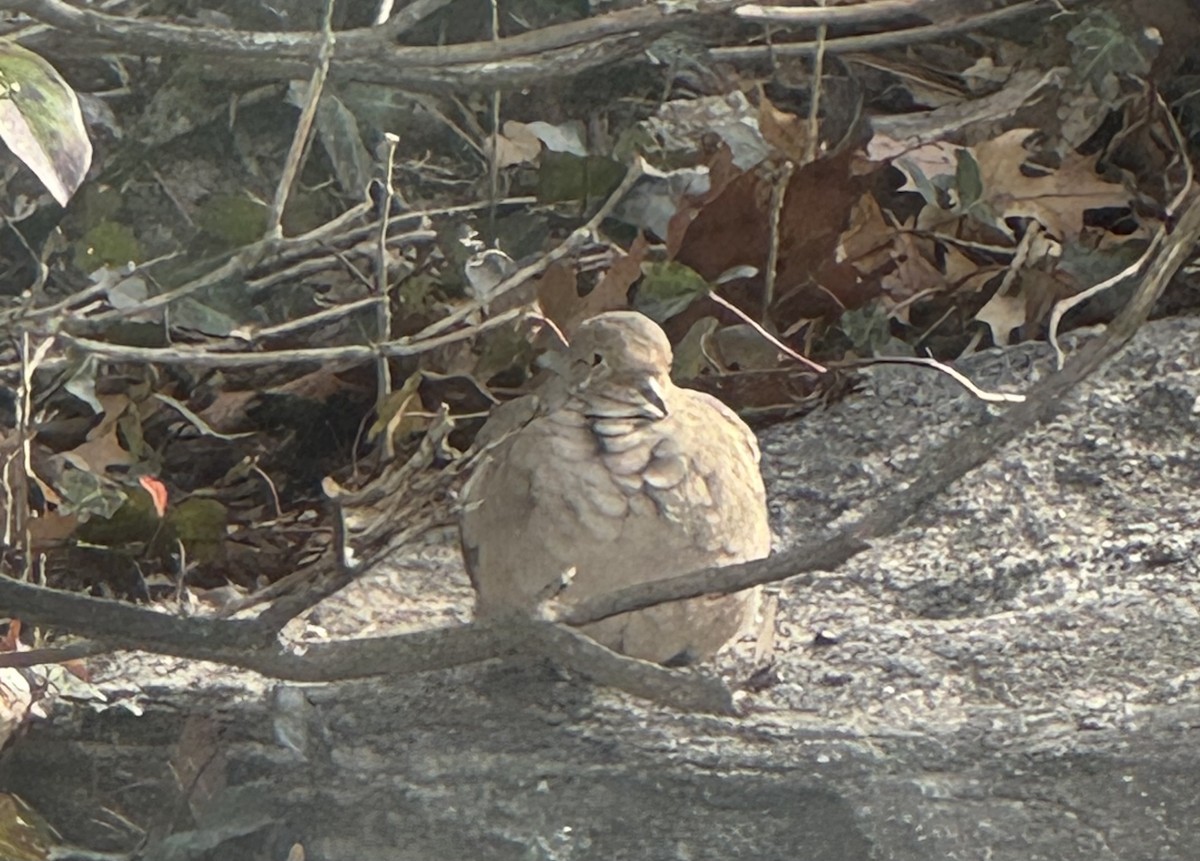 Mourning Dove - ML646583960