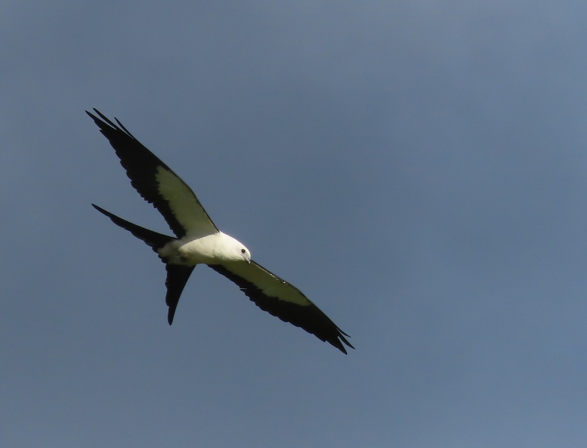 Swallow-tailed Kite - ML646583961