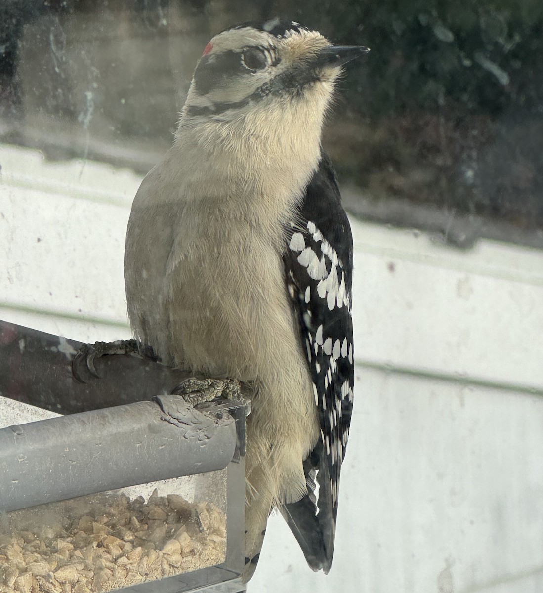 Downy Woodpecker - ML646583962