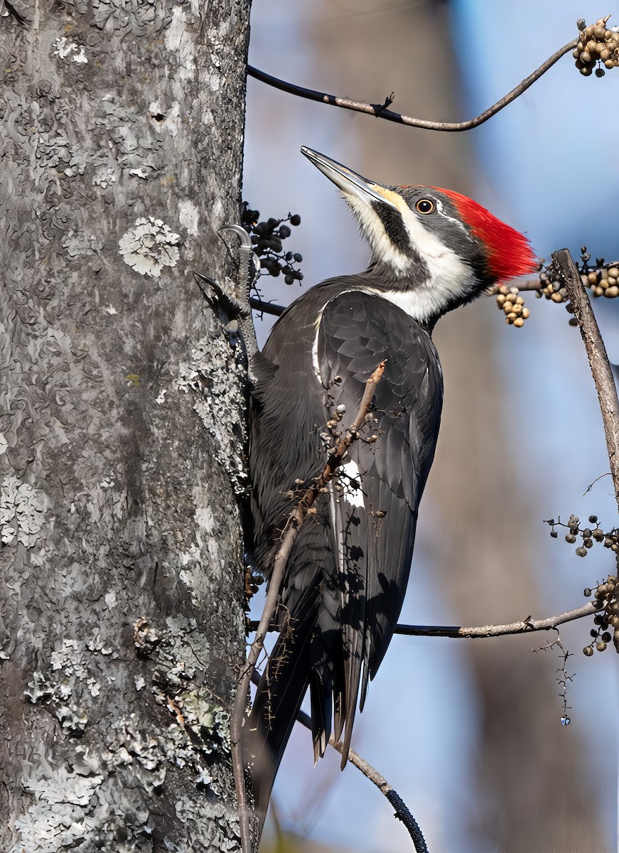 Pileated Woodpecker - ML646583964