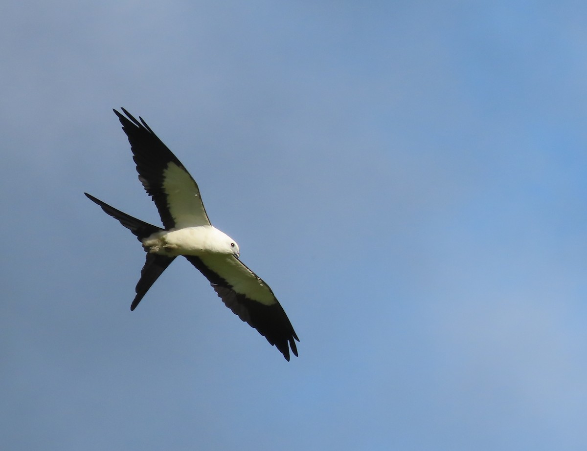 Swallow-tailed Kite - ML646583966
