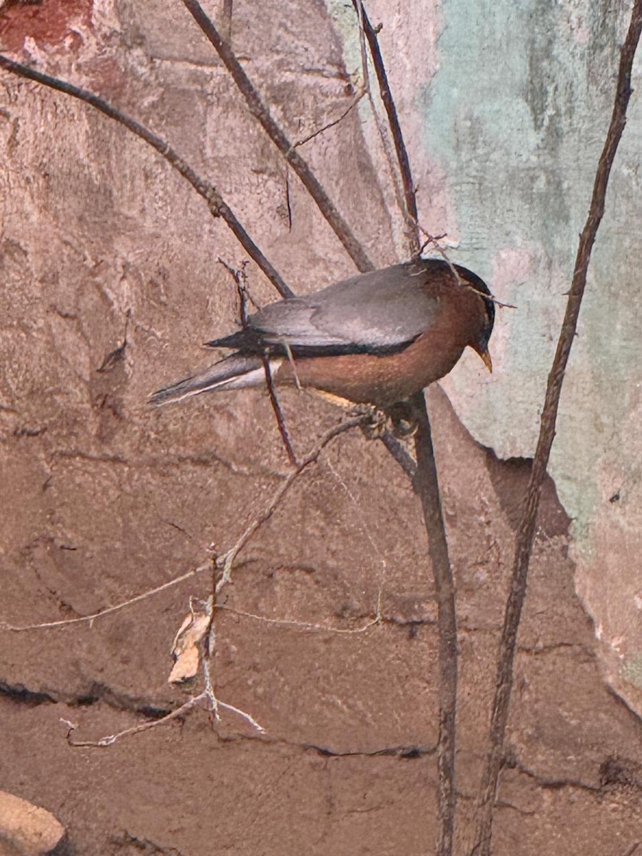 Brahminy Starling - ML646583967