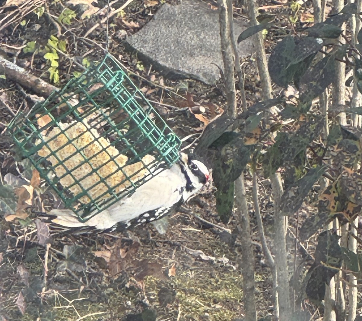 Hairy Woodpecker - ML646583968