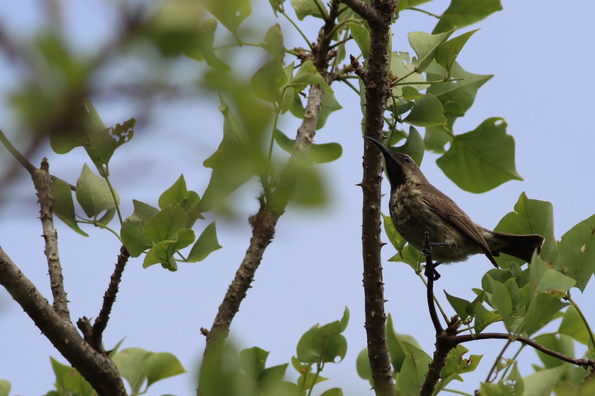 Scarlet-chested Sunbird - ML646583969