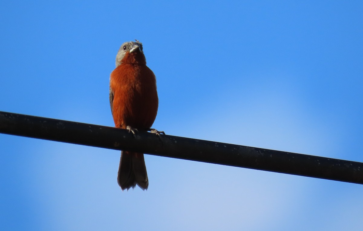 Ruddy-breasted Seedeater - ML646583971