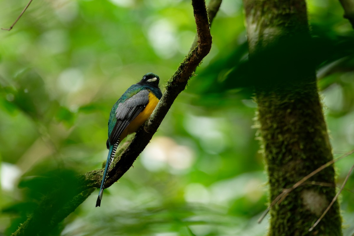 Graceful Black-throated Trogon - ML646583972