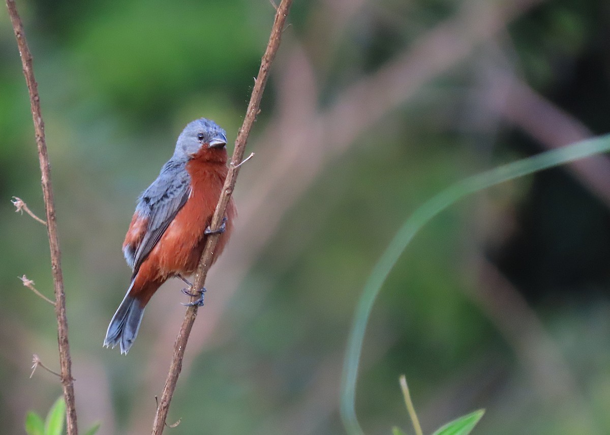 Ruddy-breasted Seedeater - ML646583974