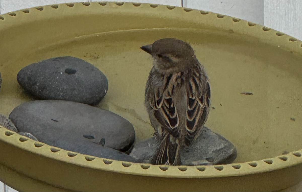 House Sparrow - ML646583975