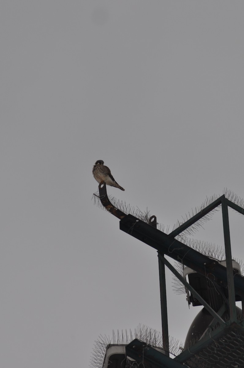 American Kestrel - ML646583976