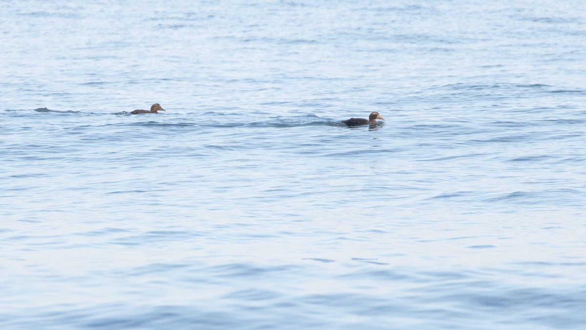 Common Eider - ML646583977