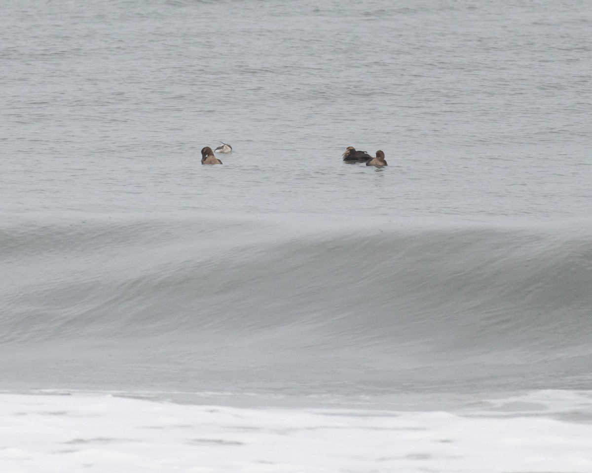 Common Eider - ML646583978