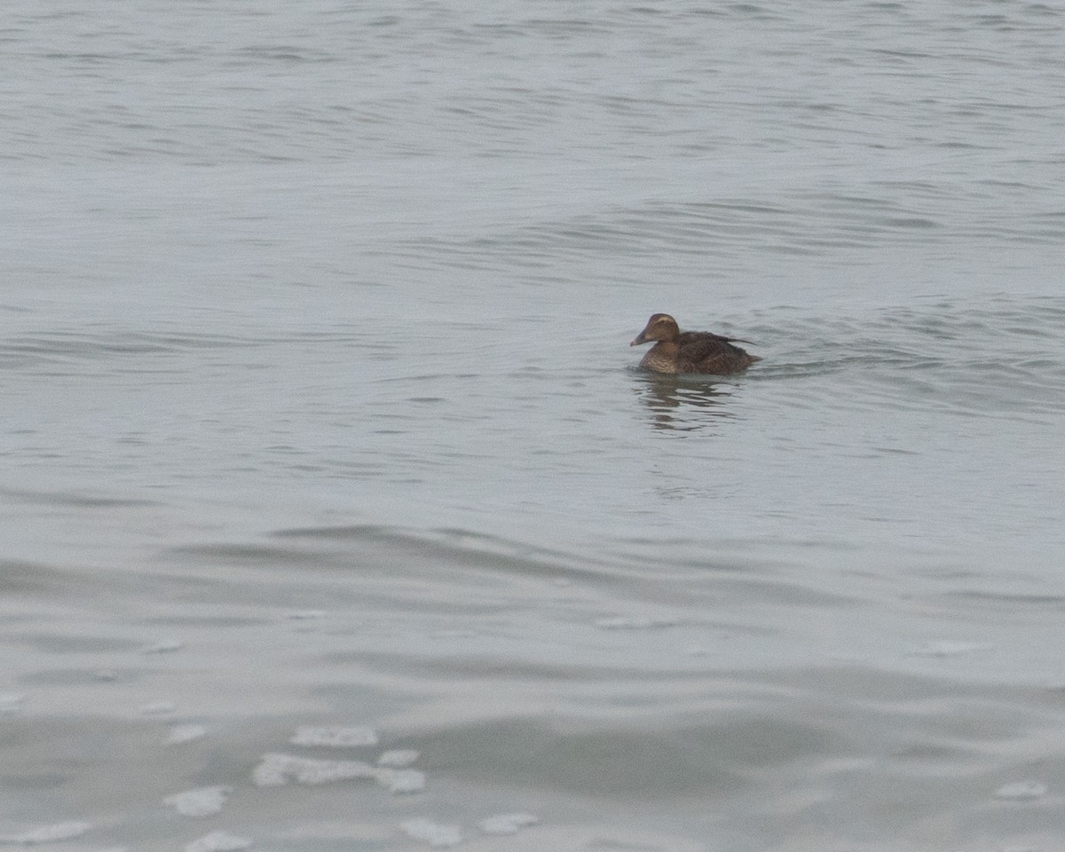 Common Eider - ML646583979