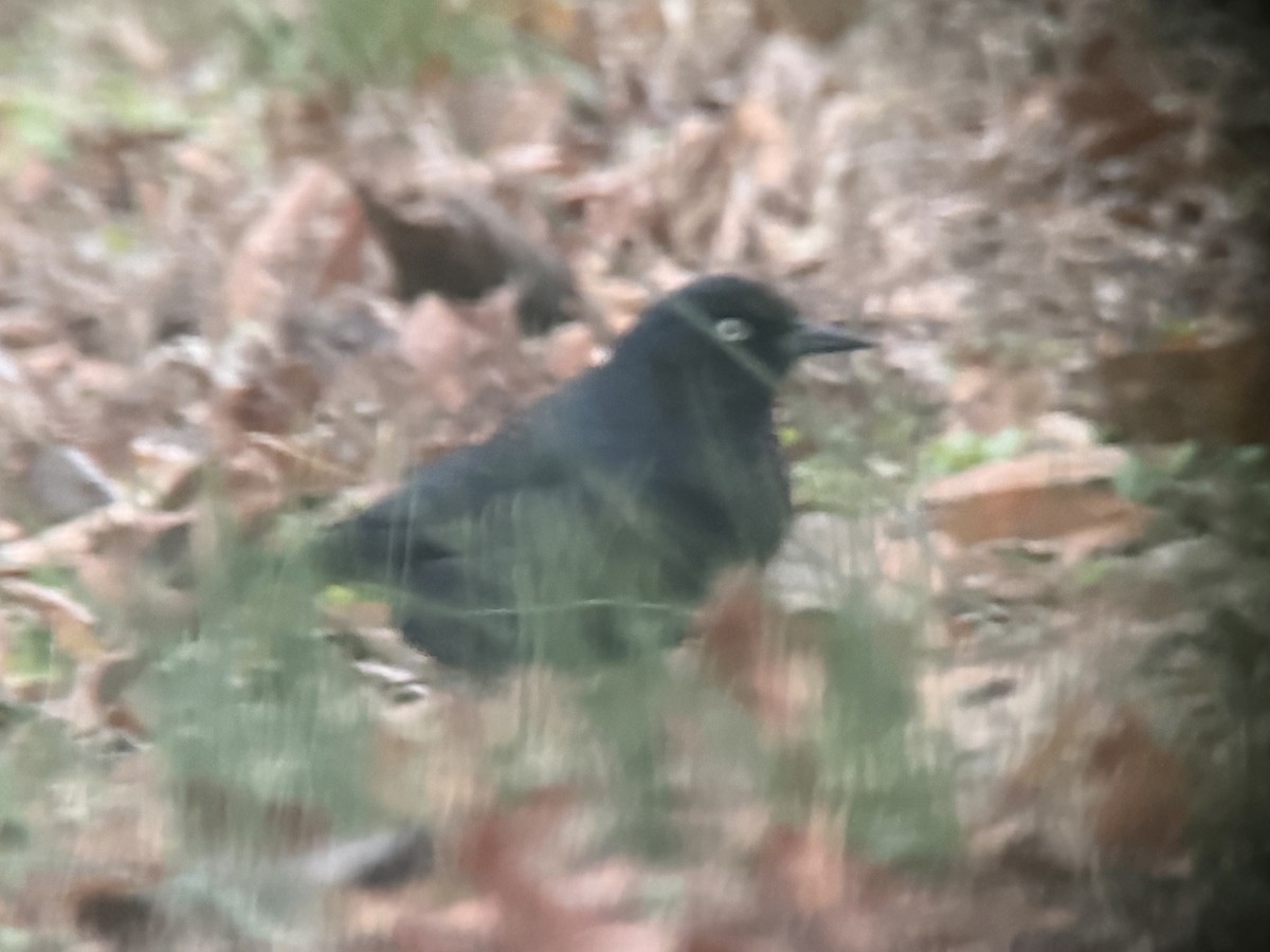 Brewer's Blackbird - ML646583980