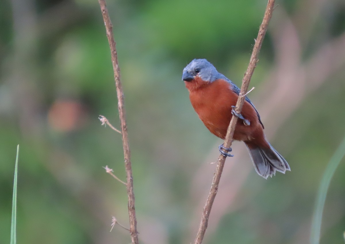 Ruddy-breasted Seedeater - ML646583981