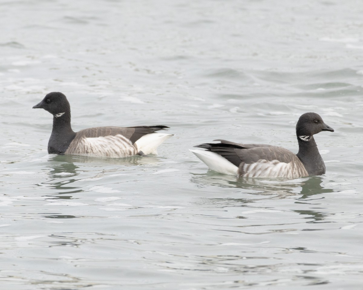 Brant - ML646583982