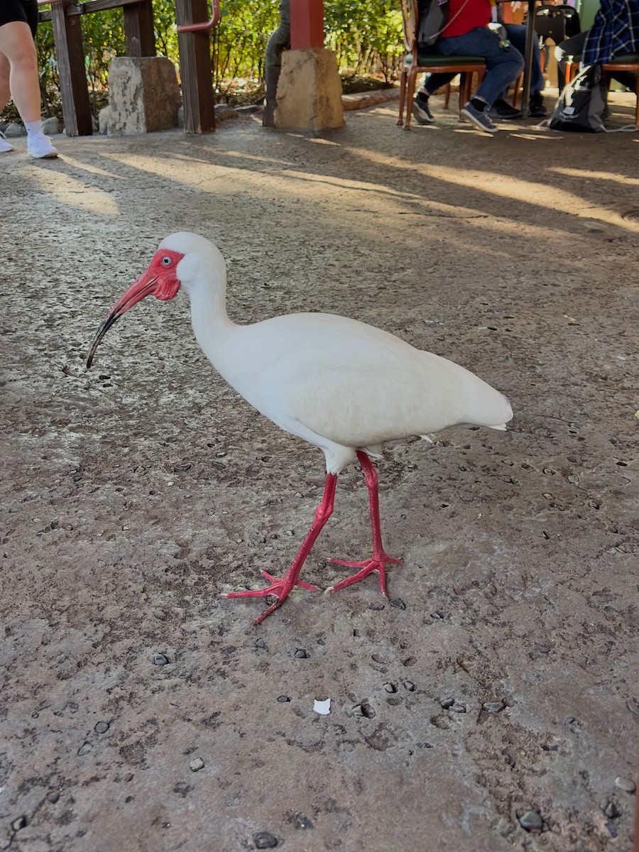 White Ibis - ML646583983