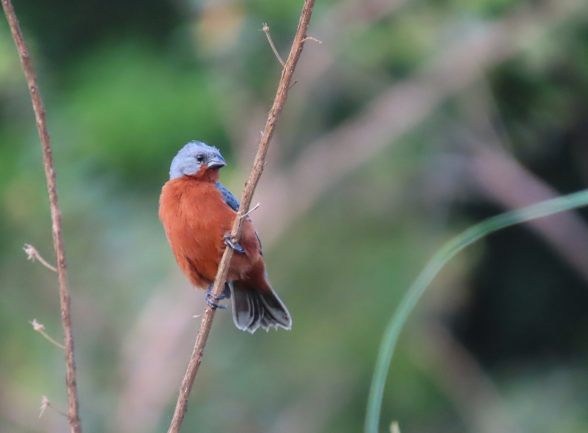Ruddy-breasted Seedeater - ML646583984
