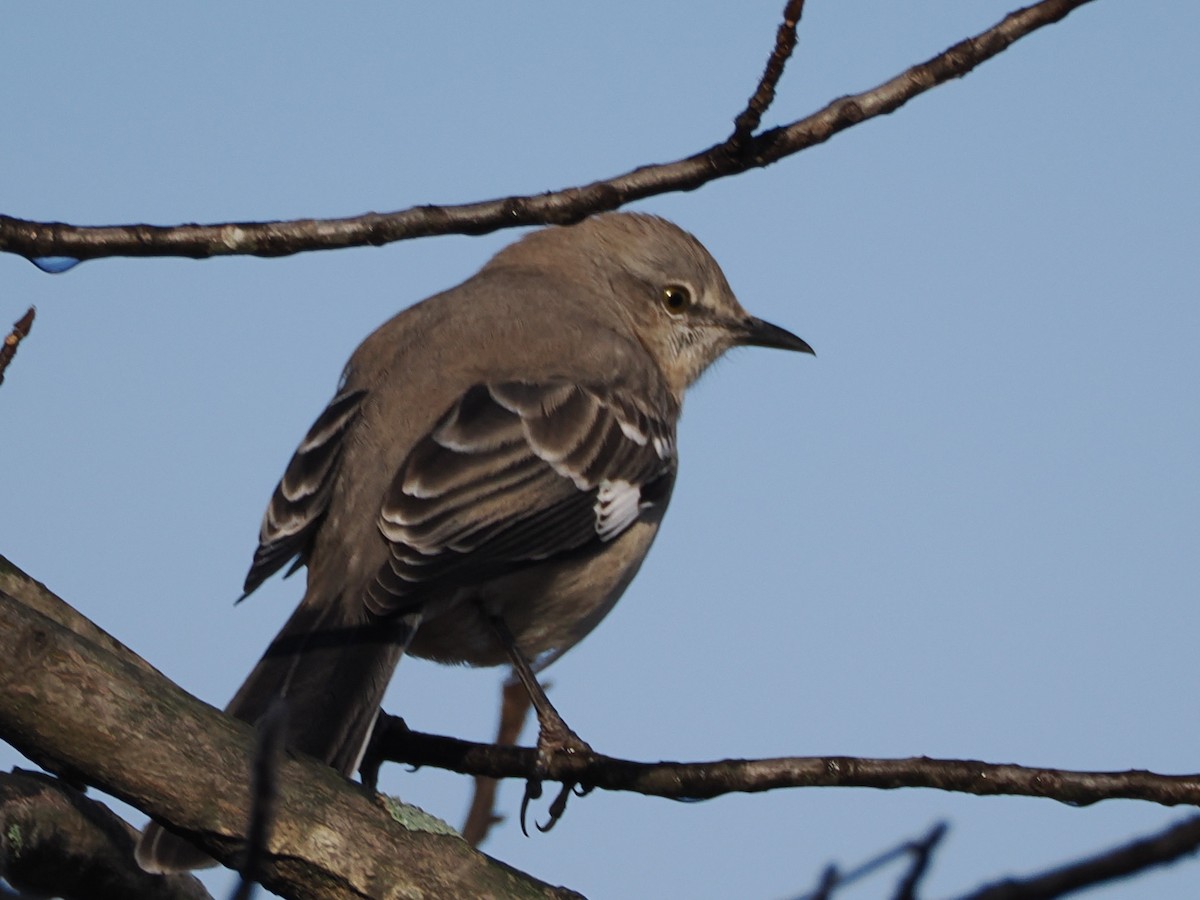 Northern Mockingbird - ML646583985