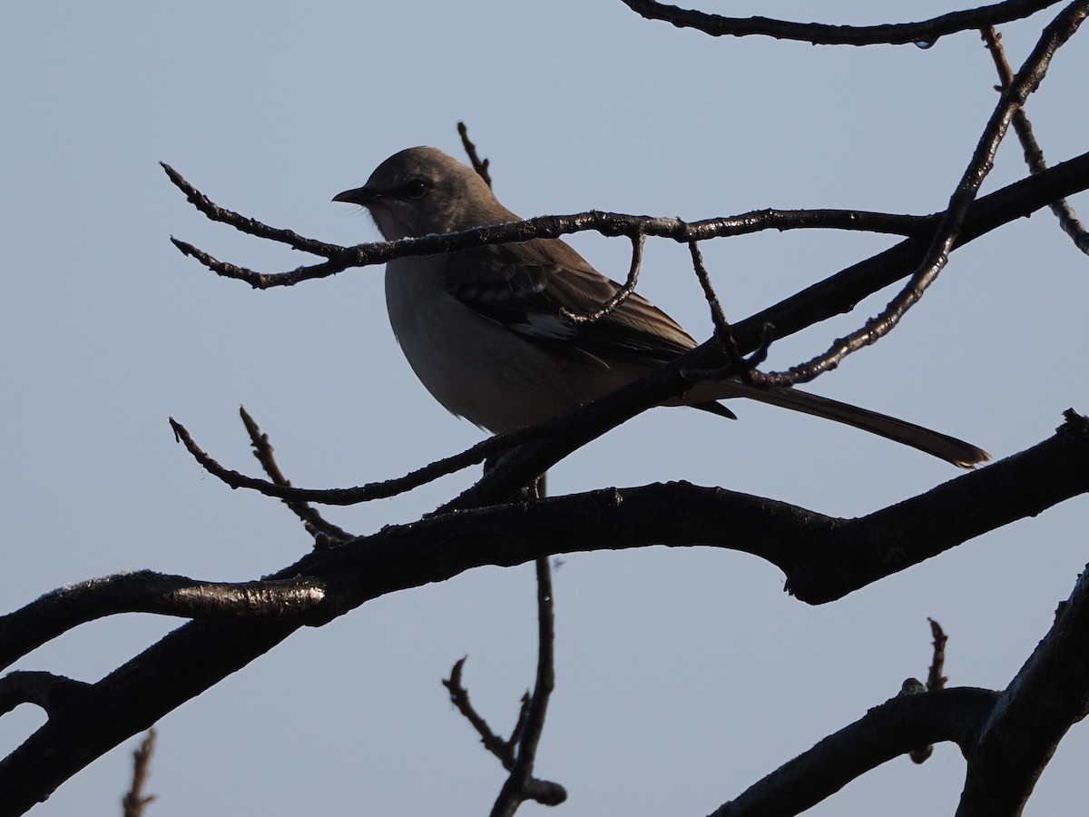 Northern Mockingbird - ML646583986