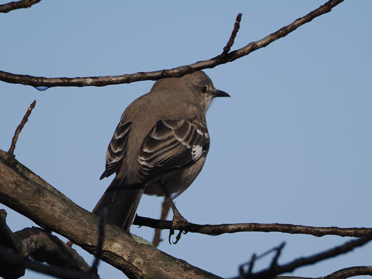 Northern Mockingbird - ML646583987