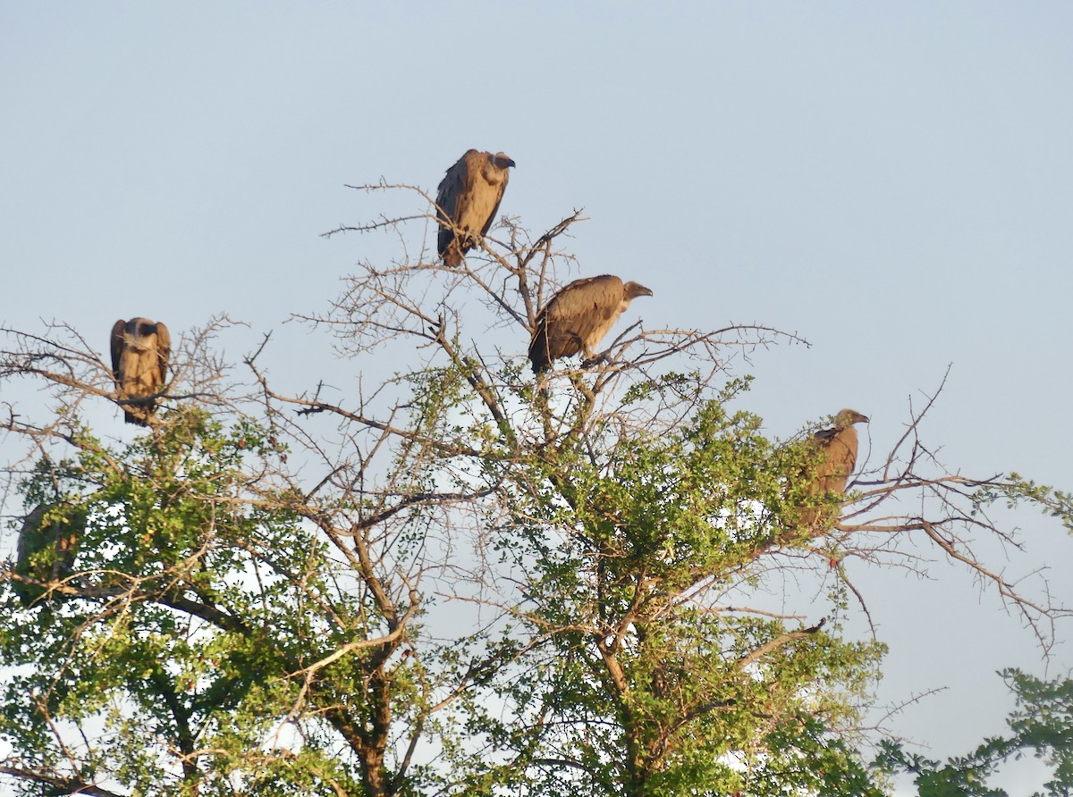 White-backed Vulture - ML646583988